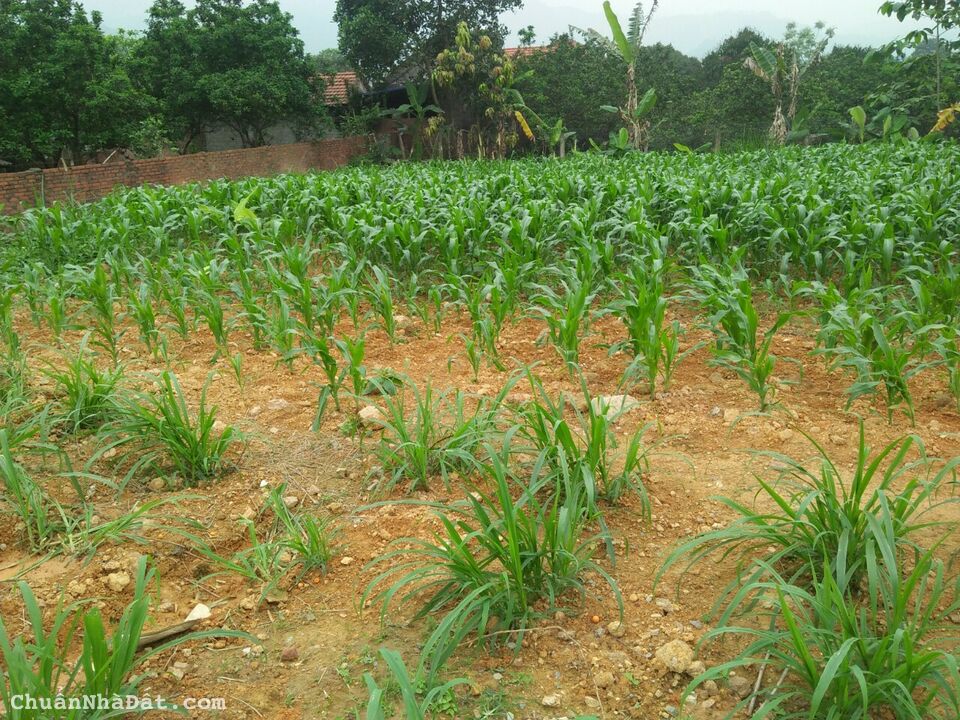 Bán gấp 250m2 đất thổ cư Thanh lộc-Ngọc Thanh-Phúc Yên, MT10m, gần Hồ Suối Lạnh chỉ 4.5tr/m2.					