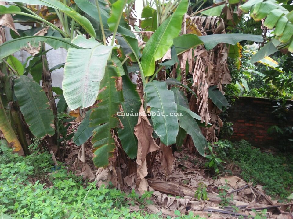 Bán gấp 150m2 đất kinh doanh mặt đường Phạm Văn Đồng Cao Quang Phúc Yên, chỉ 11tr/m2.					