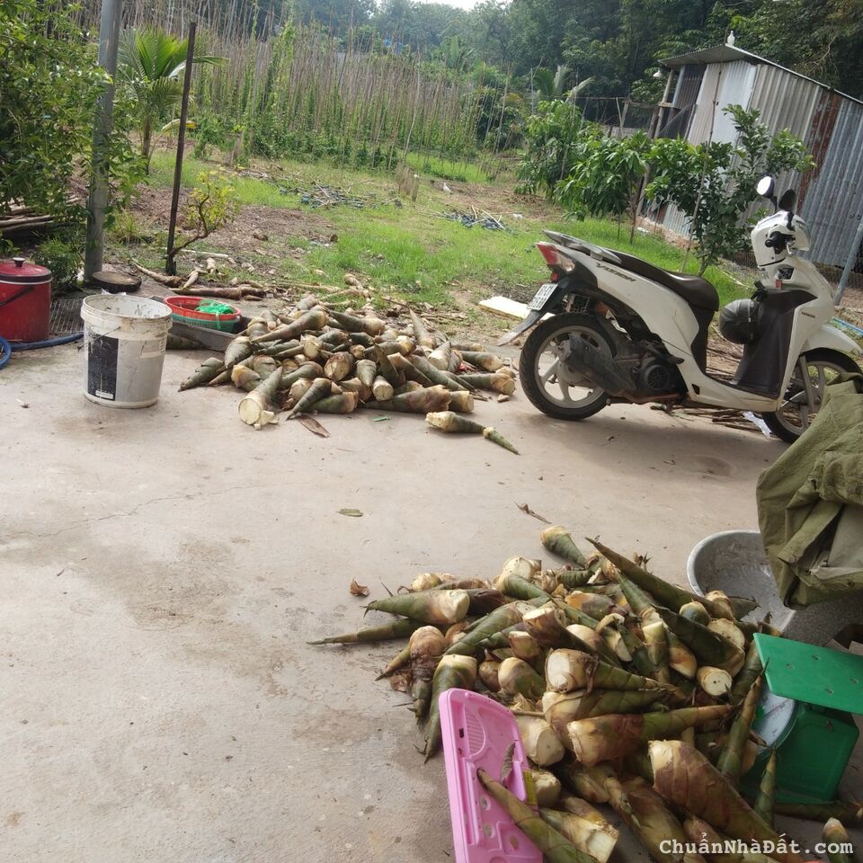 Bán 6000m2 đất vườn ở Bàu Bàng , Bình Dương Bán 6000m2 đất vườn ở Bàu Bàng , Bình Dương