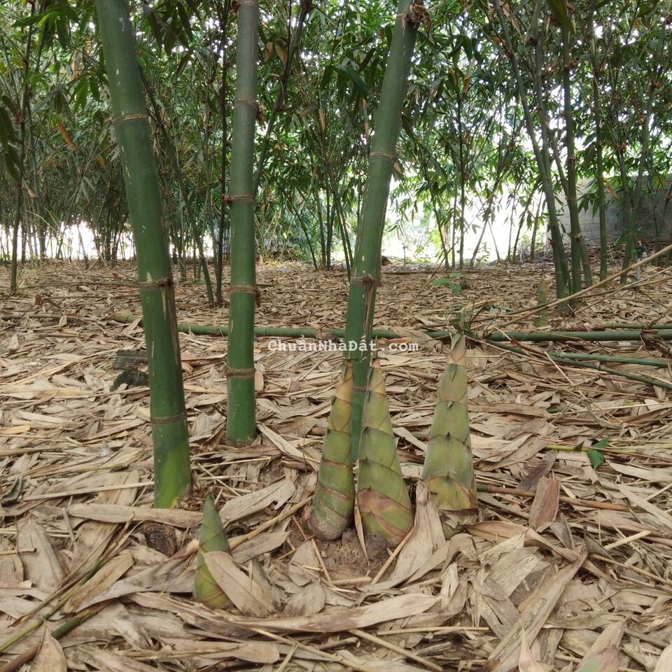 Bán 6000m2 đất vườn ở Bàu Bàng , Bình Dương Bán 6000m2 đất vườn ở Bàu Bàng , Bình Dương