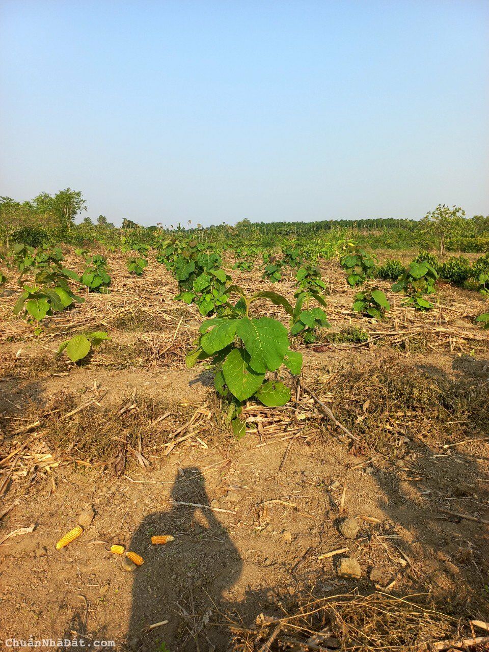 🆘 HÀNG SIÊU HIẾM TẠI ĐẮK LẮK, GIÁ RẺ CHỈ 350TR