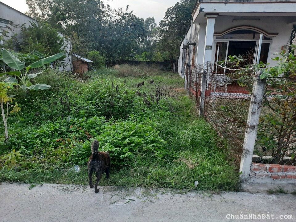 Bán gấp lô đất ở thổ cư 194.1m² tại đường Nguyễn Kim Cương, Xã Tân Thạnh Đông, Huyện Củ Chi, TP. Hồ