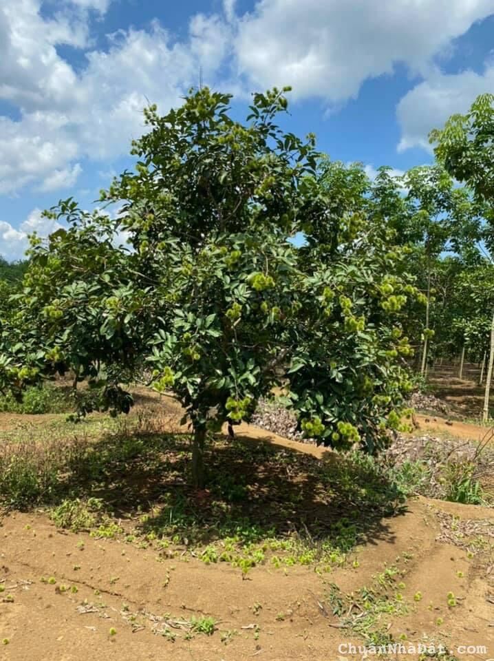 Cần tiền bán gấp miếng đất hơn 1500m2 giá 430tr.