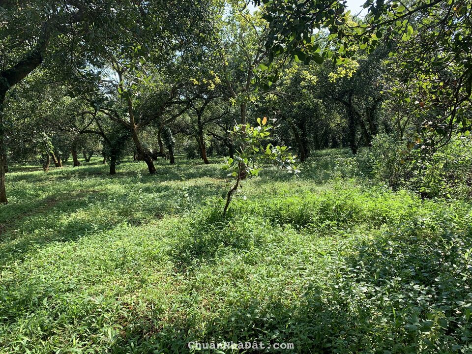 Cần tiền bán gấp miếng đất hơn 1500m2 giá 430tr.