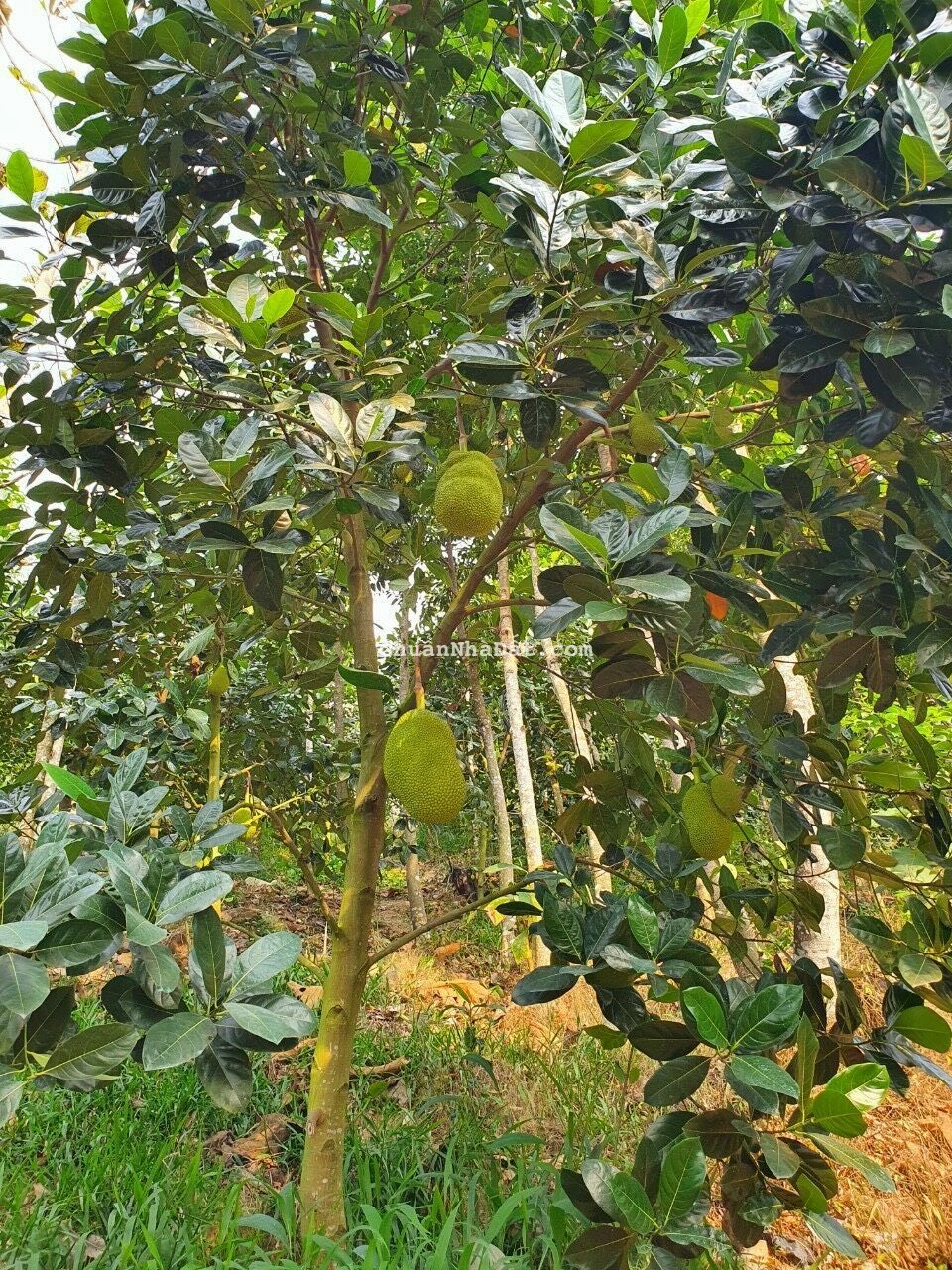 Cần tiền bán gấp miếng đất hơn 1500m2 giá 430tr.