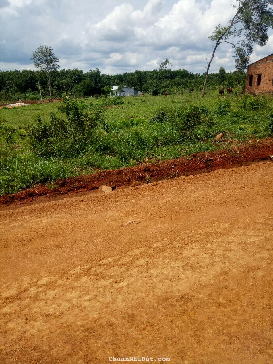 Chính chủ cần bán gấp 250m2 đất ngay KCN Tân Hưng.