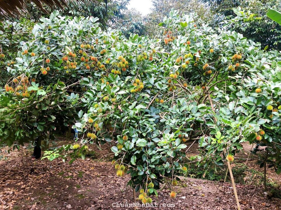 Chính chủ cần bán 1594,8m2 giá 430tr