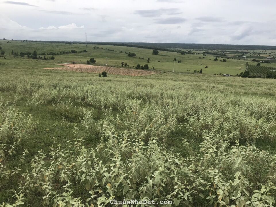 Bán cụm đất Chợ Lầu mặt tiền đường điện gió, cách biển 2.5km