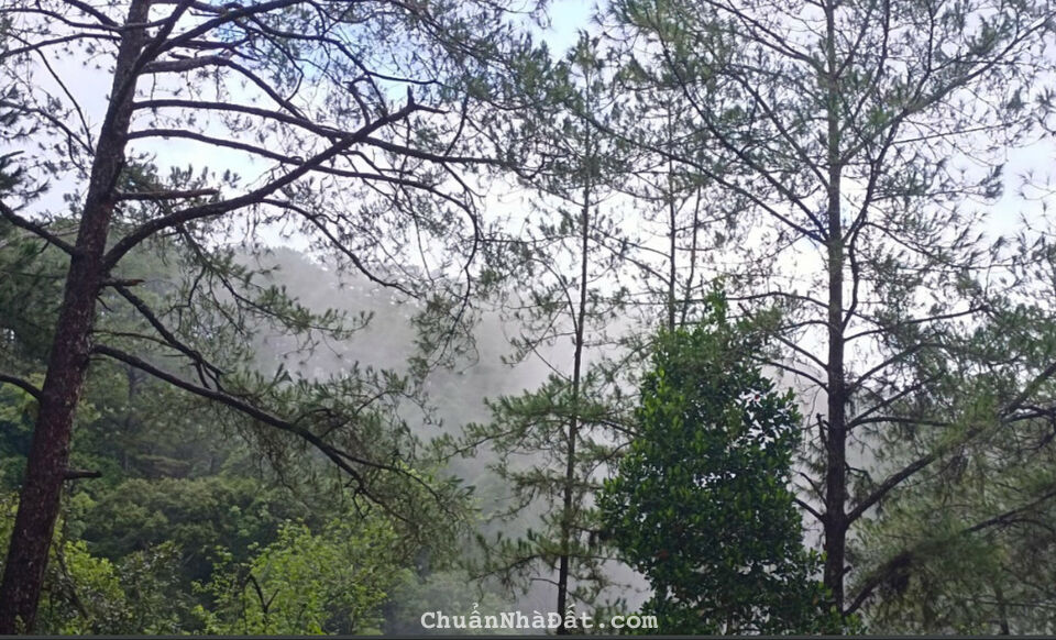 BÁN ĐẤT NỀN NGHỈ DƯỠNG, HOMESTAY FULL THỔ CƯ 