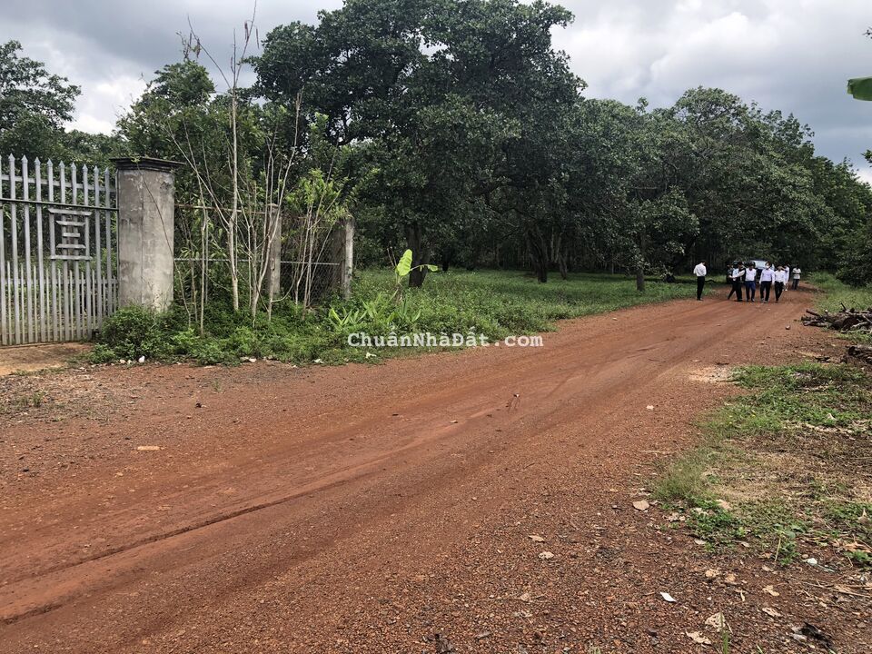 Chính chủ đất Bù Đăng DT 250m2(5x50) có sẵn 100m thổ cư giá 649tr MT đường 18m , cách DT 755 100m Chính chủ đất Bù Đăng DT 250m2(5x50) có sẵn 100m thổ cư giá 649tr MT đường 18m , cách DT 755 100m