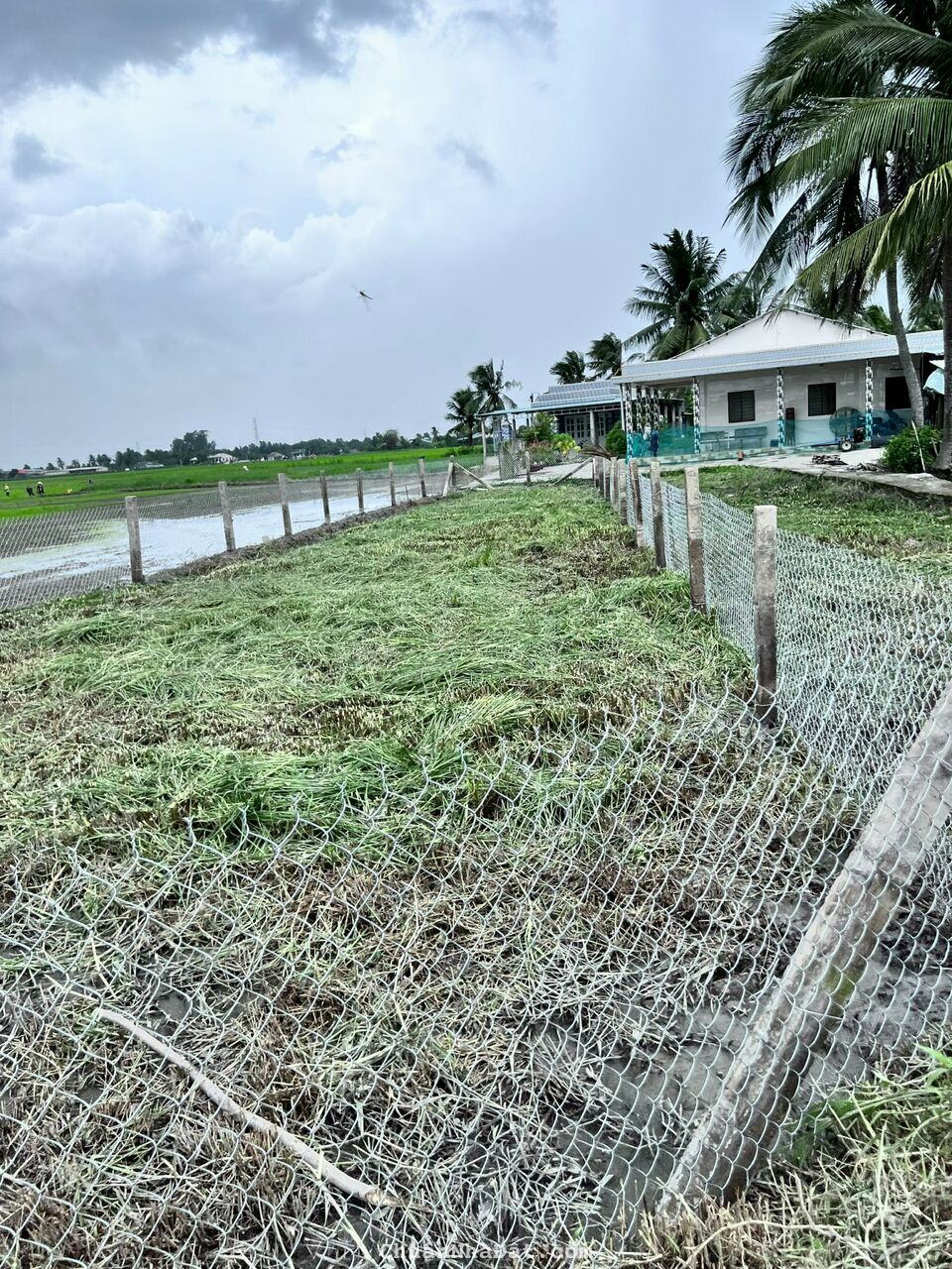 05-0222- 🌸🌸ĐẤT THỔ - TÂN TRỤ - XE HƠI TẬN NƠI - 257 mv - 720 TR- LH 0906.506.516