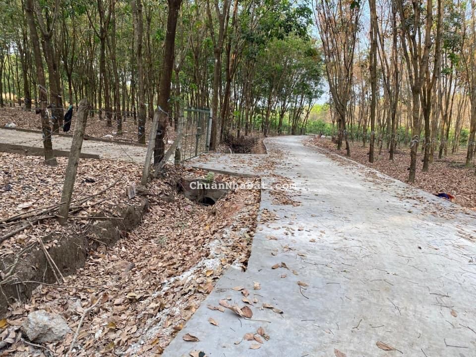 CẦN BÁN GẦN 30 MẪU ĐẤT TRỒNG CAO SU (sổ hồng riêng)