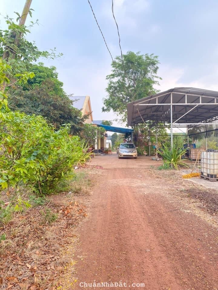 CẦN BÁN GẦN 30 MẪU ĐẤT TRỒNG CAO SU (sổ hồng riêng)