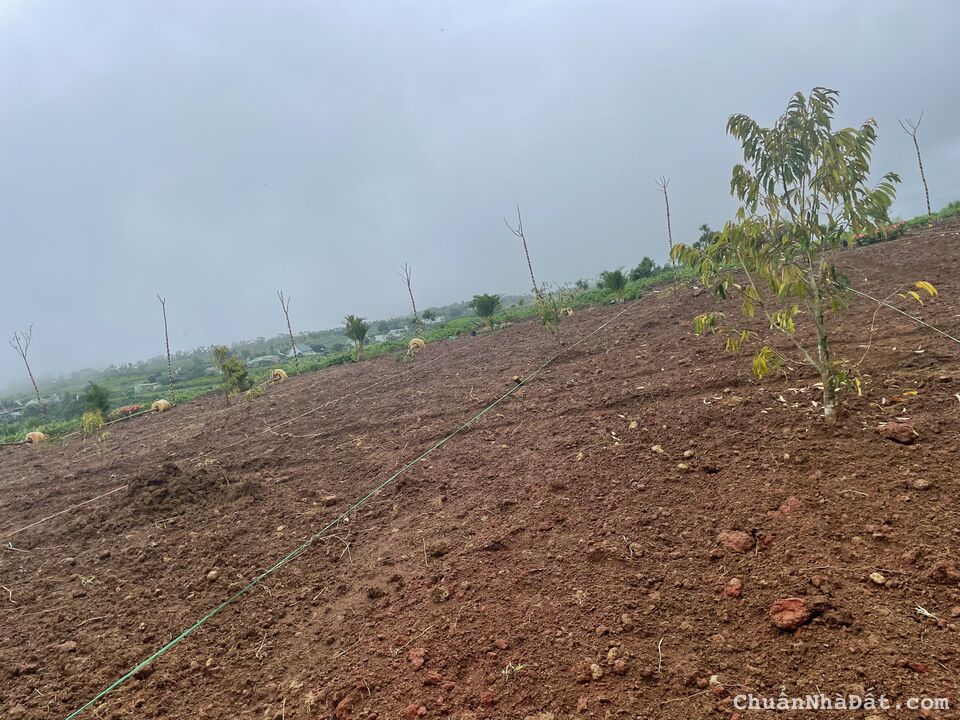 Bán đất Lộc Thanh, thôn 7 Lộc Tân, Bảo Lâm. Đã có thổ. Liên hệ 0708 503 554