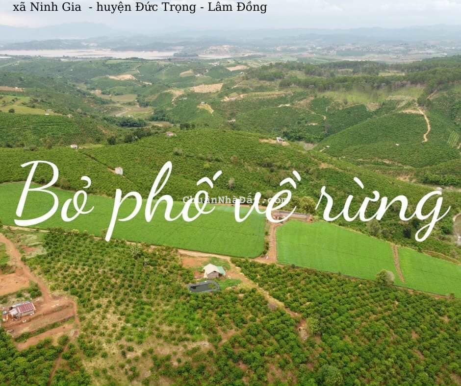 Bán Đất diện Tích Lớn 3hecta , Dành Cho Anh Chị Thích Bỏ Phố Về Rừng