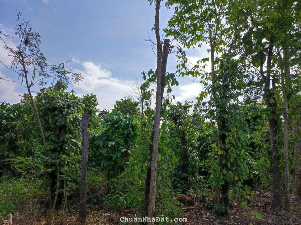 Chính Chủ Bán 600m2 Đất Có Tiêu, Cà Phê. Thổ Cư. Giá 350tr