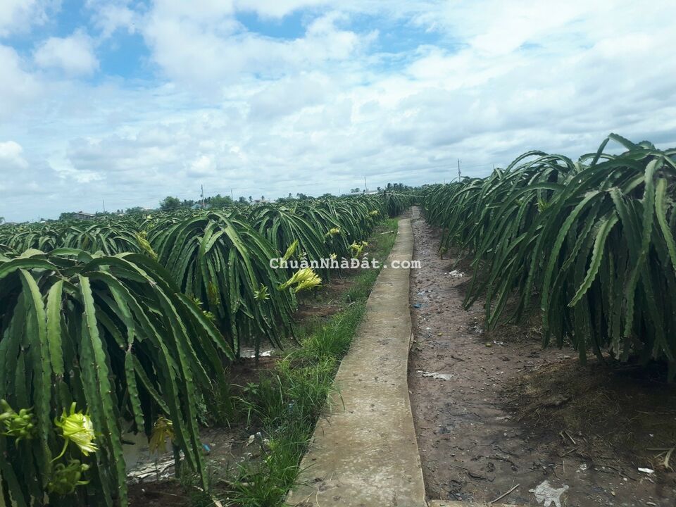 Đất hẻm xe Honda xã An Lục Long , H Châu Thành, Long An