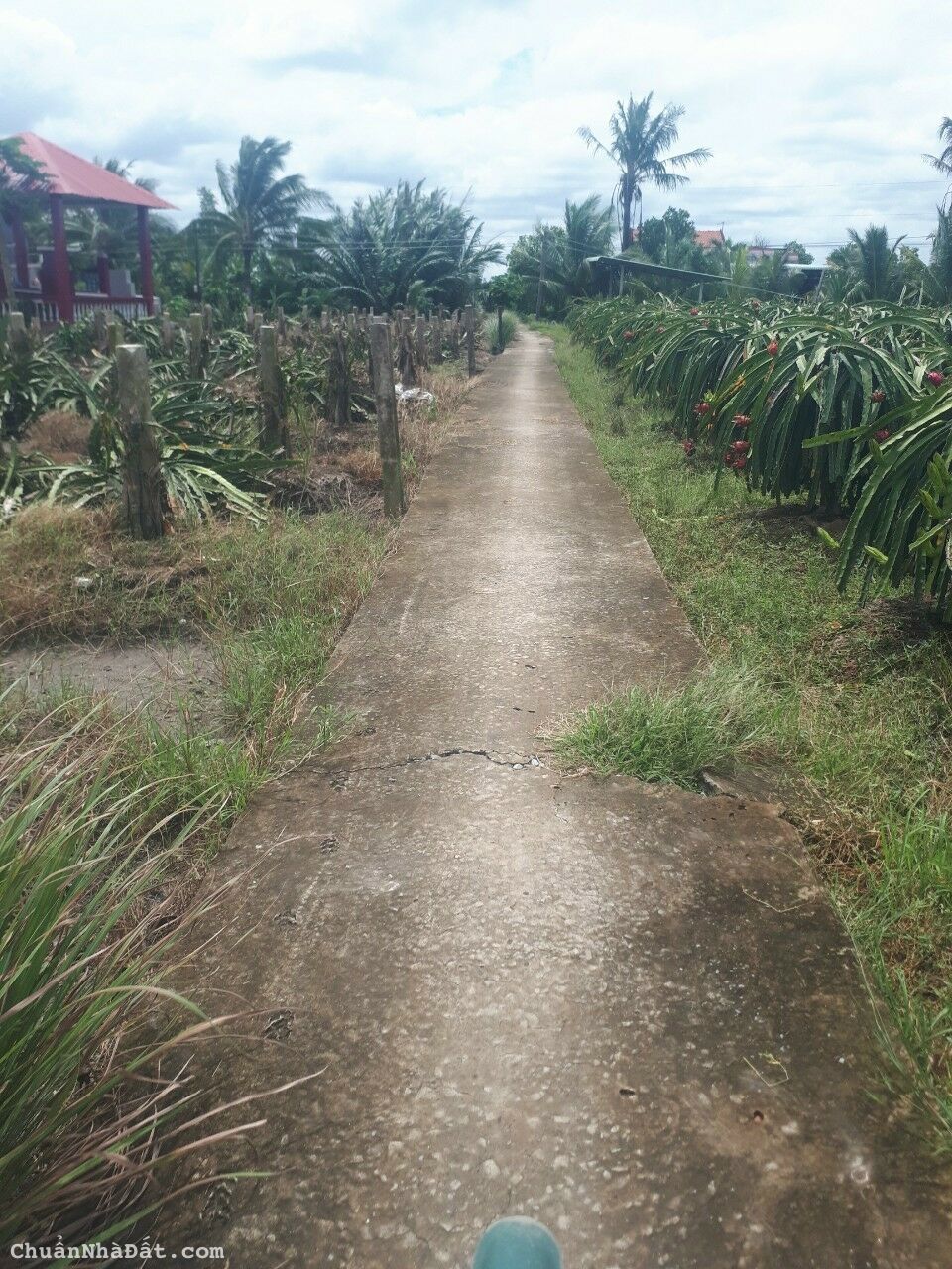 Đất hẻm xe Honda xã An Lục Long , H Châu Thành, Long An