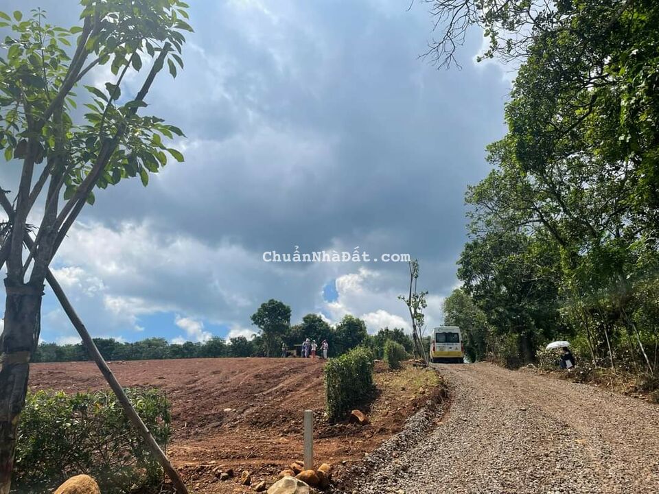 Bán 5000m2 vườn cây ăn trái đang thu hoạch ,SHR từng nền .