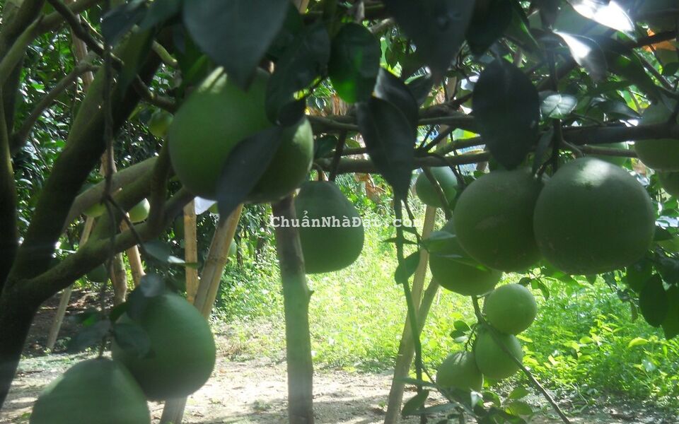 Bán 5000m2 vườn cây ăn trái đang thu hoạch ,SHR từng nền .