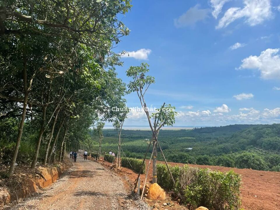 Bán 5000m2 vườn cây ăn trái đang thu hoạch ,SHR từng nền .