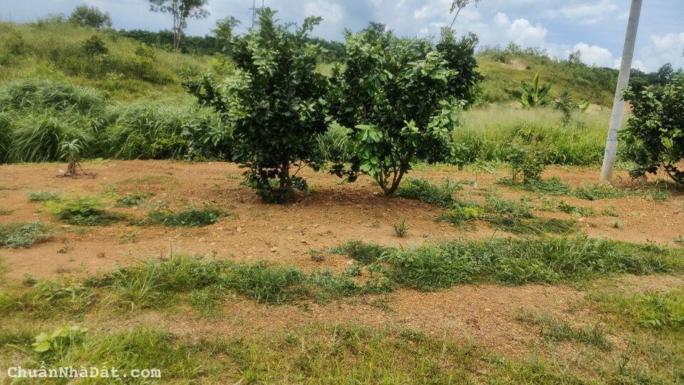 Bán 5000m2 vườn cây ăn trái đang thu hoạch ,SHR từng nền .