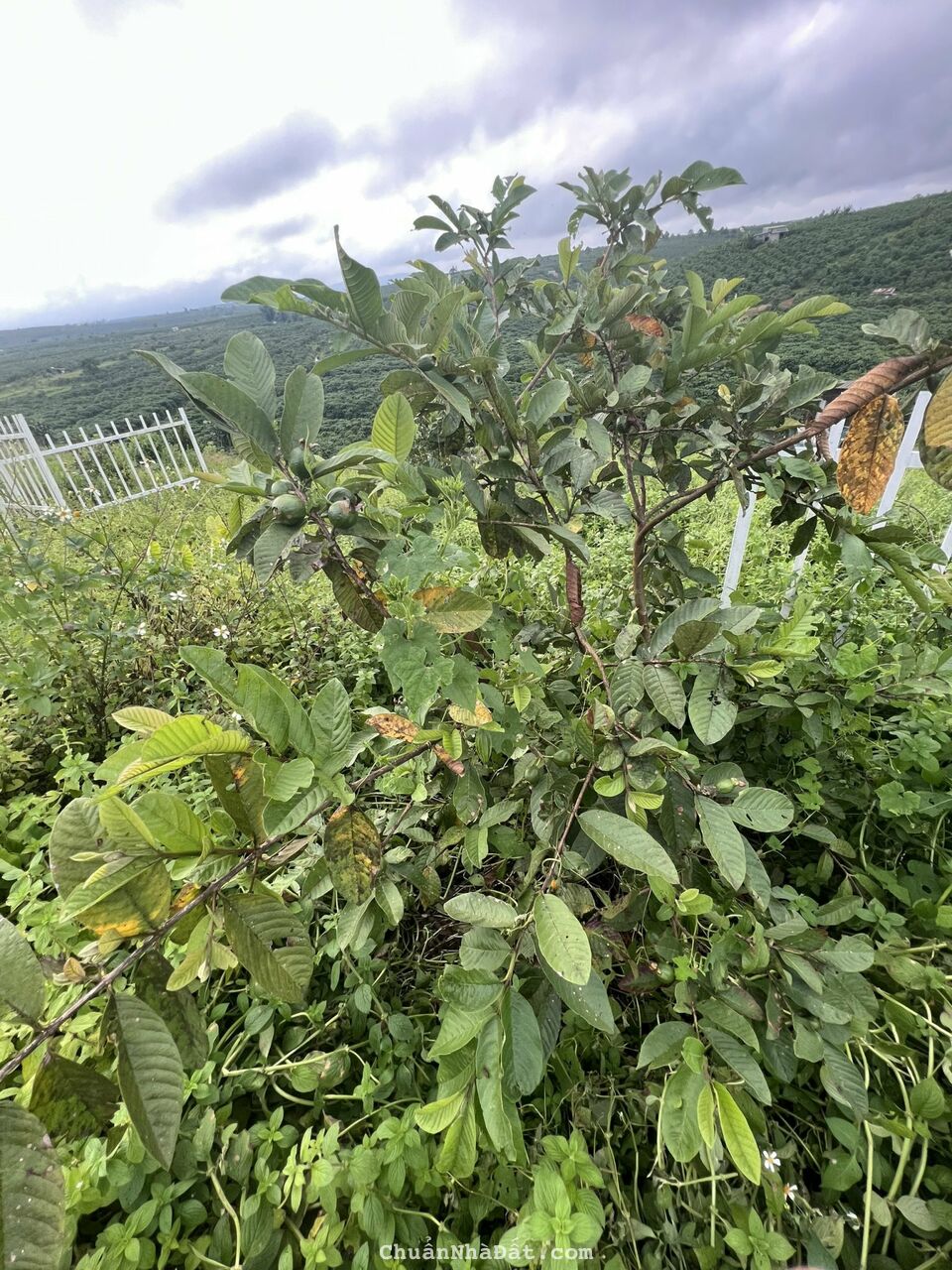 Tặng 10 chỉ vàng, Chiết khấu 5% cho khách hàng đầu tiên booking 