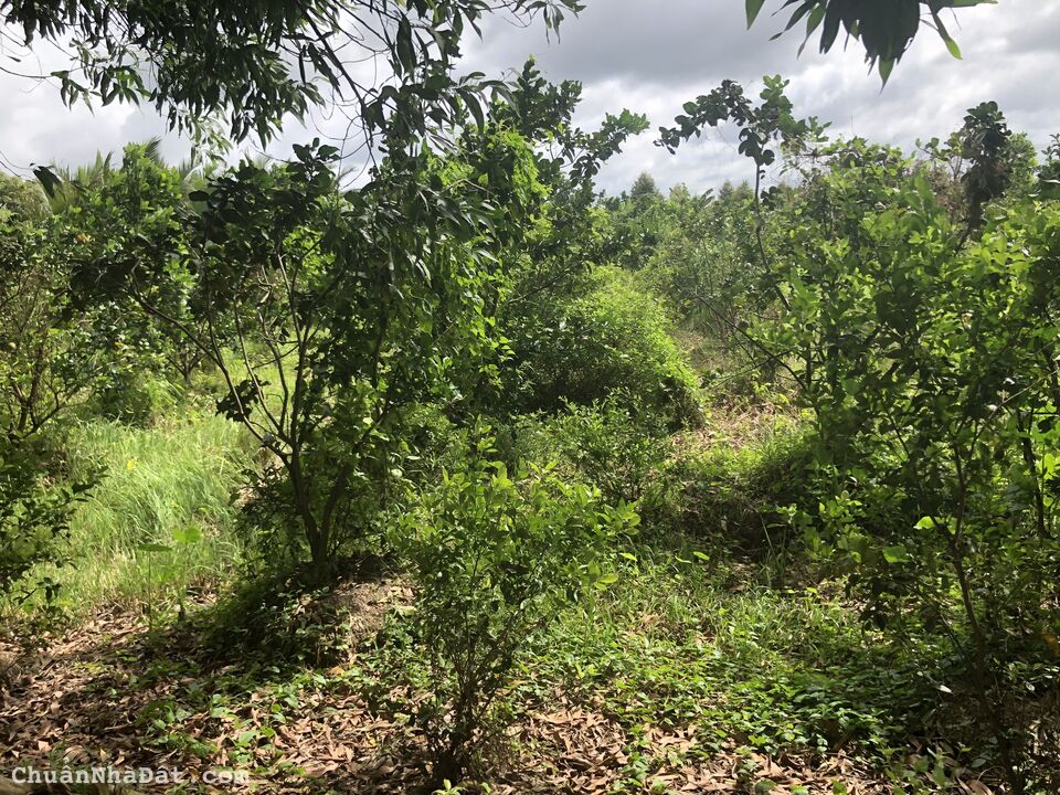 Cần ban nhanh trong thang 675m2 đất CLN giá 210tr/nền5x45