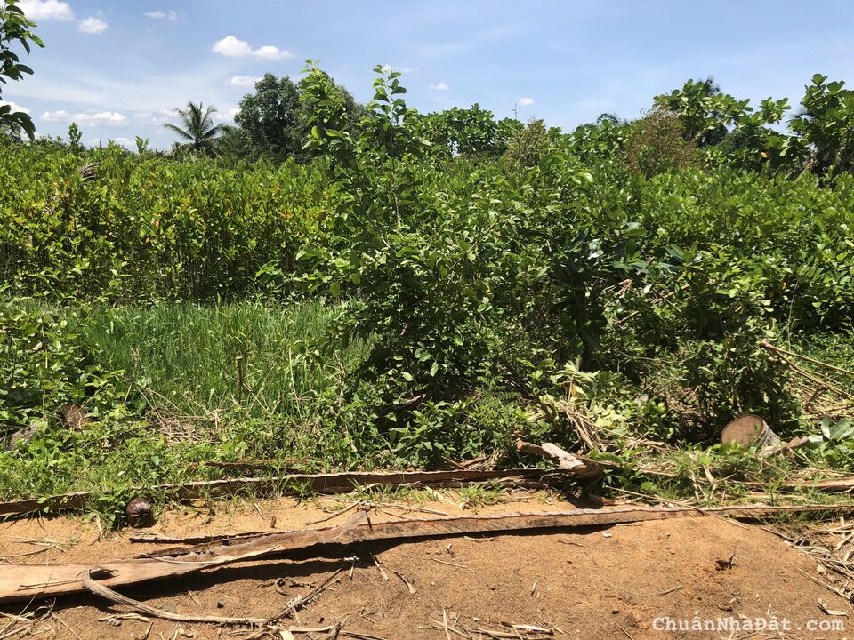 Cần bán 400m2 đất vườn đang canh tác mit giống mit thái