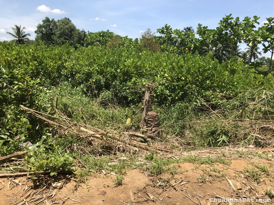 Cần bán 400m2 đất vườn đang canh tác mit giống mit thái