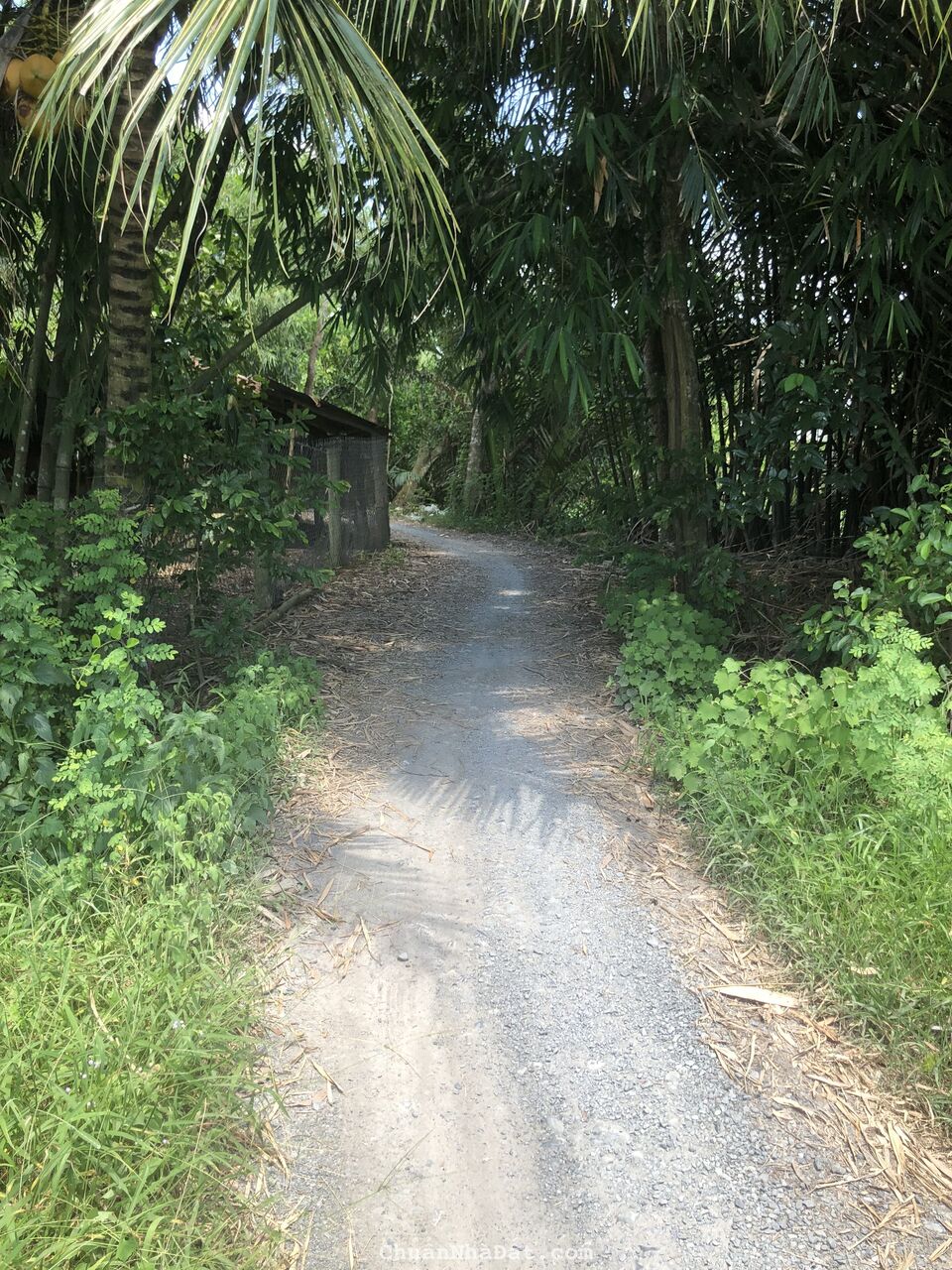 Cần bán 400m2 đất vườn đang canh tác mit giống mit thái